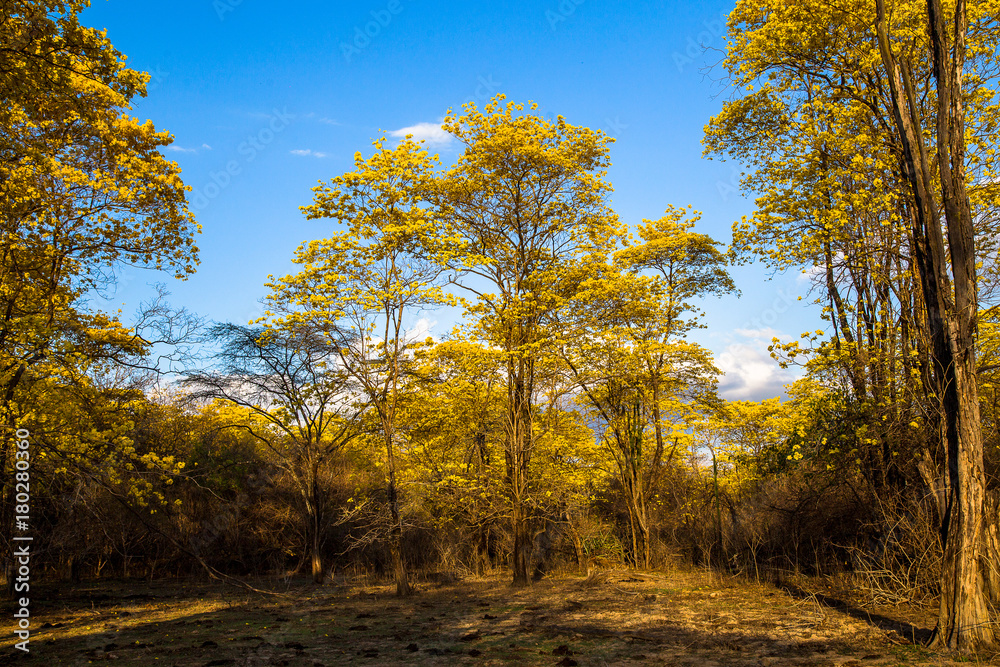 Fototapeta premium Trees of guayacán