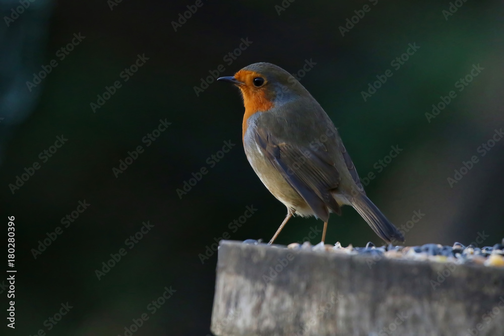 Robin Robin