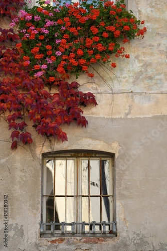 Fototapeta Naklejka Na Ścianę i Meble -  Red Flowers and leaves in the centre of Bressanone. Bolzano, Italy.