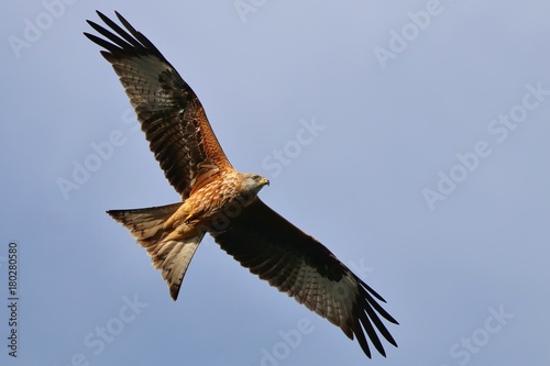 Red Kite