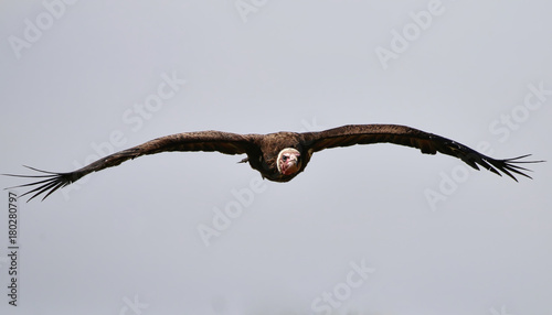 Vulture in flight © UniquePhotoArts