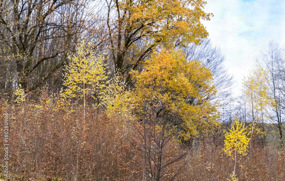 Forest of yellow trees