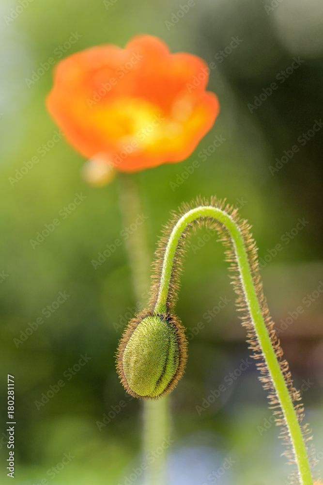 Poppie Bud Poppie Bud