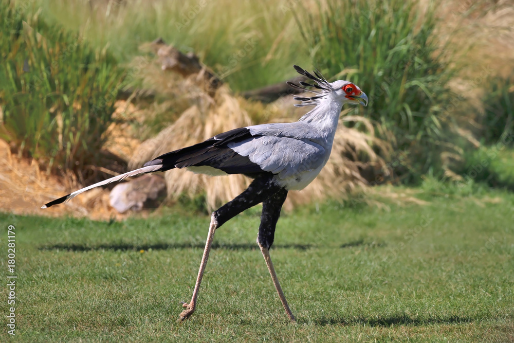 Naklejka premium Secretary Bird
