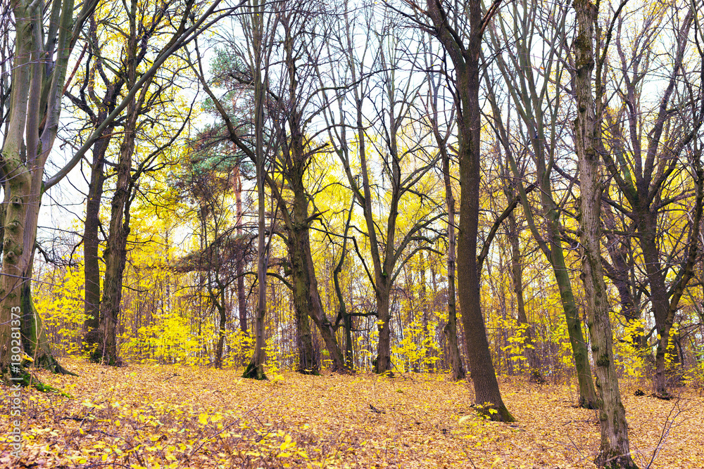 trees with yellow leaves in the woods