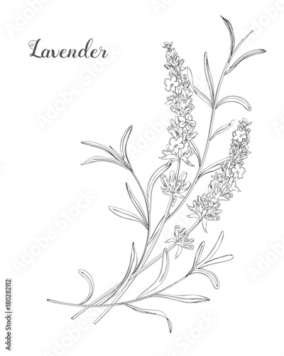 Fototapeta Naklejka Na Ścianę i Meble -  Vector sketch lavender illustration. Beautiful boquet of lavender flowers.  Doodle, line art