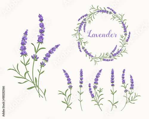 Fototapeta Naklejka Na Ścianę i Meble -  Vector lavender illustration set. Beautiful violet lavender flowers collection. 