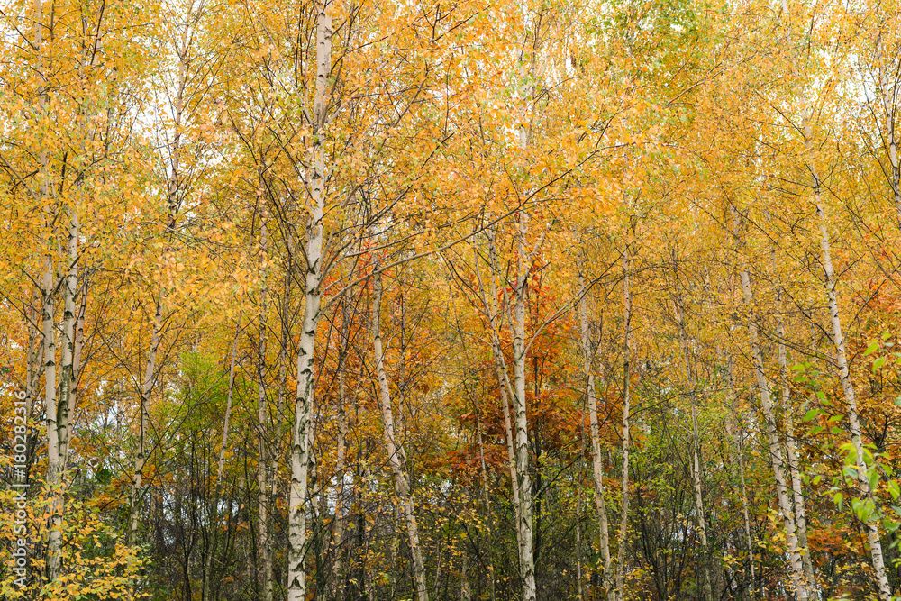 Multicolored tree leaves