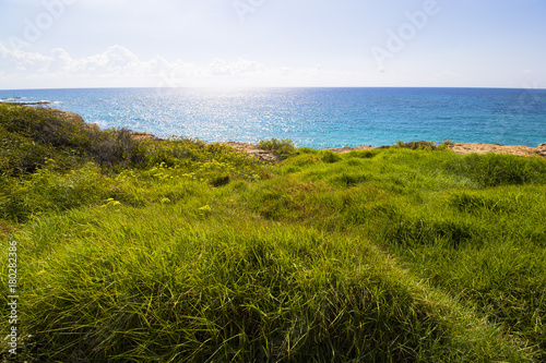 Sea grass cyprus