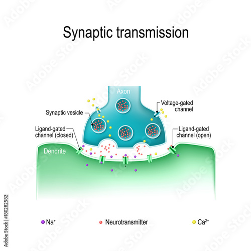 Synaptic transmission