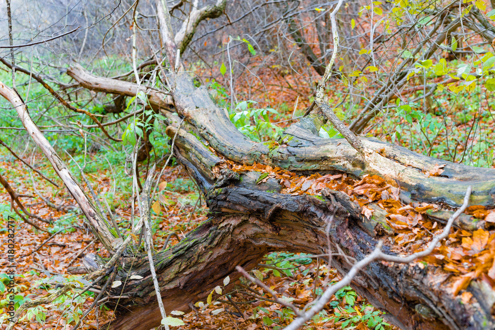 The fallen old tree is covered with green moss The fallen old tree is covered with green moss