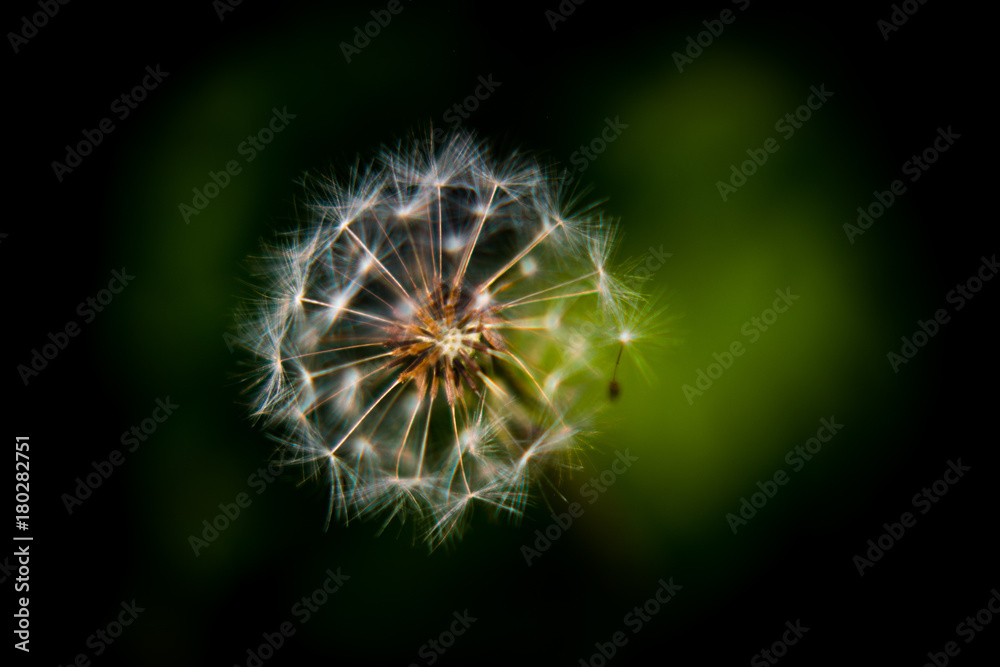 Fototapeta premium spreading