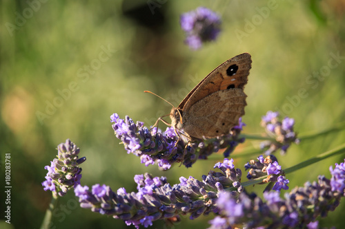 Maniola jurtina on Violet Flowers