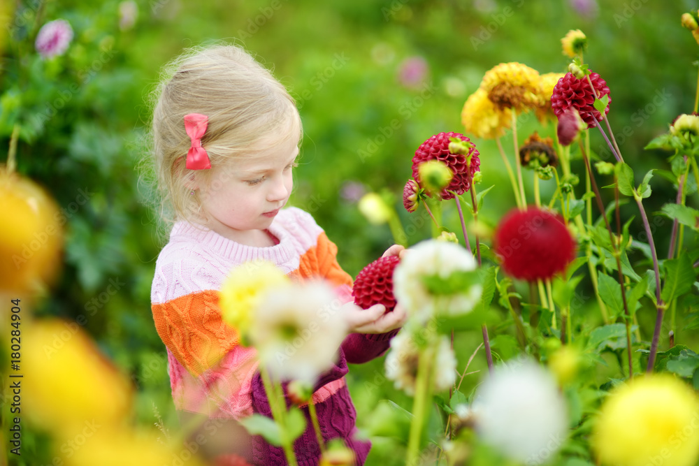 Cute little girl playing in blossoming dahlia field. Child picking fresh flowers in dahlia meadow on sunny summer day. Cute little girl playing in blossoming dahlia field. Child picking fresh flowers in dahlia meadow on sunny summer day.