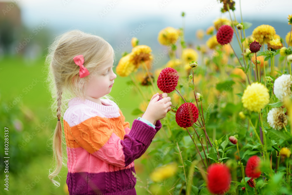 Cute little girl playing in blossoming dahlia field. Child picking fresh flowers in dahlia meadow on sunny summer day. Cute little girl playing in blossoming dahlia field. Child picking fresh flowers in dahlia meadow on sunny summer day.