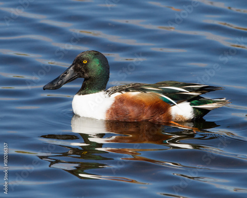 Northern Shoveler Duck