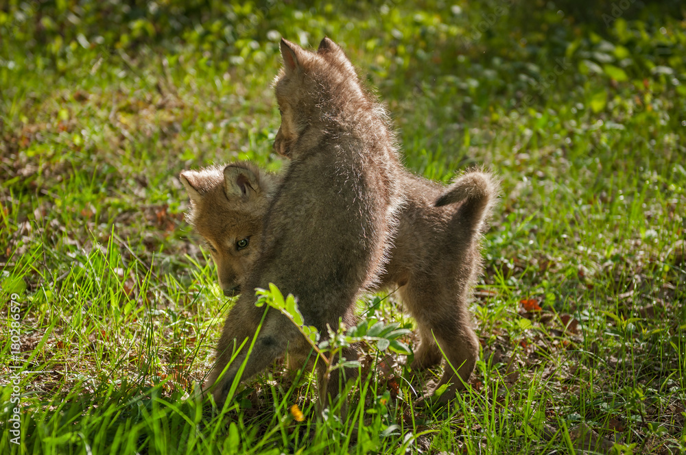 Obraz premium Grey Wolf (Canis lupus) Pup Jumps on Sibling