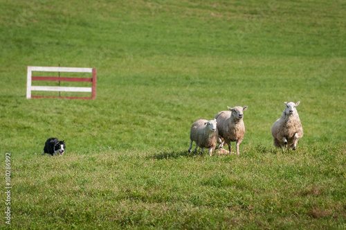 Stock Dog Runs Group of Sheep (Ovis aries) In