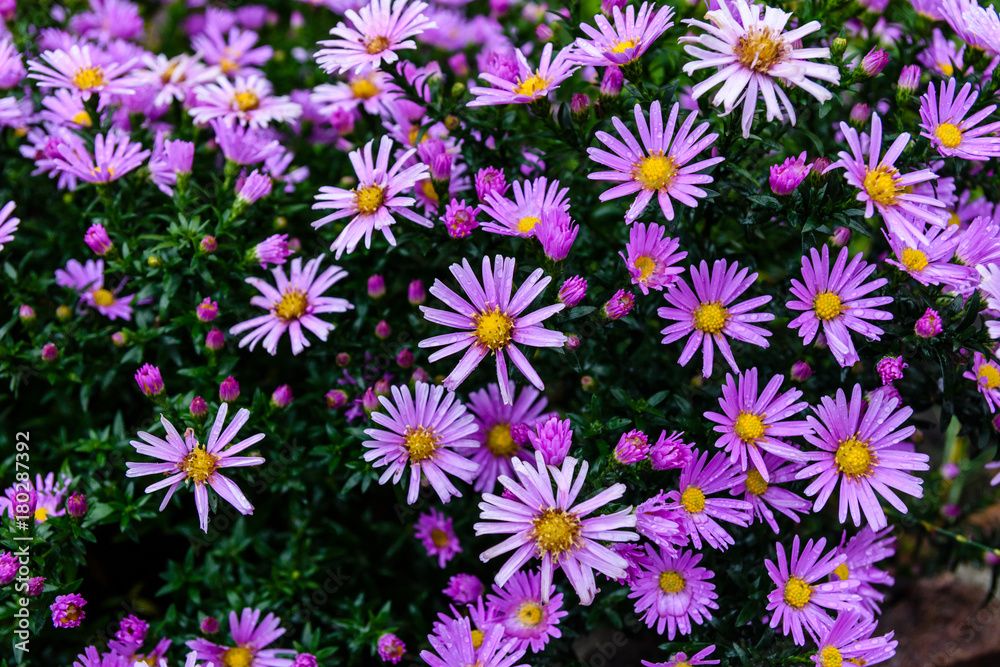 Chrysanthemum flowers on flowerbed in garden Chrysanthemum flowers on flowerbed in garden