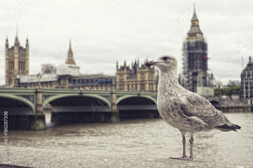 Seagull. Westminster bridge, parliament and Big Ben on the background.