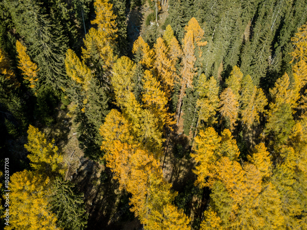 Aerial view of conifer trees in autumn forest. Spectacular colors in swiss mountain forest in sun light