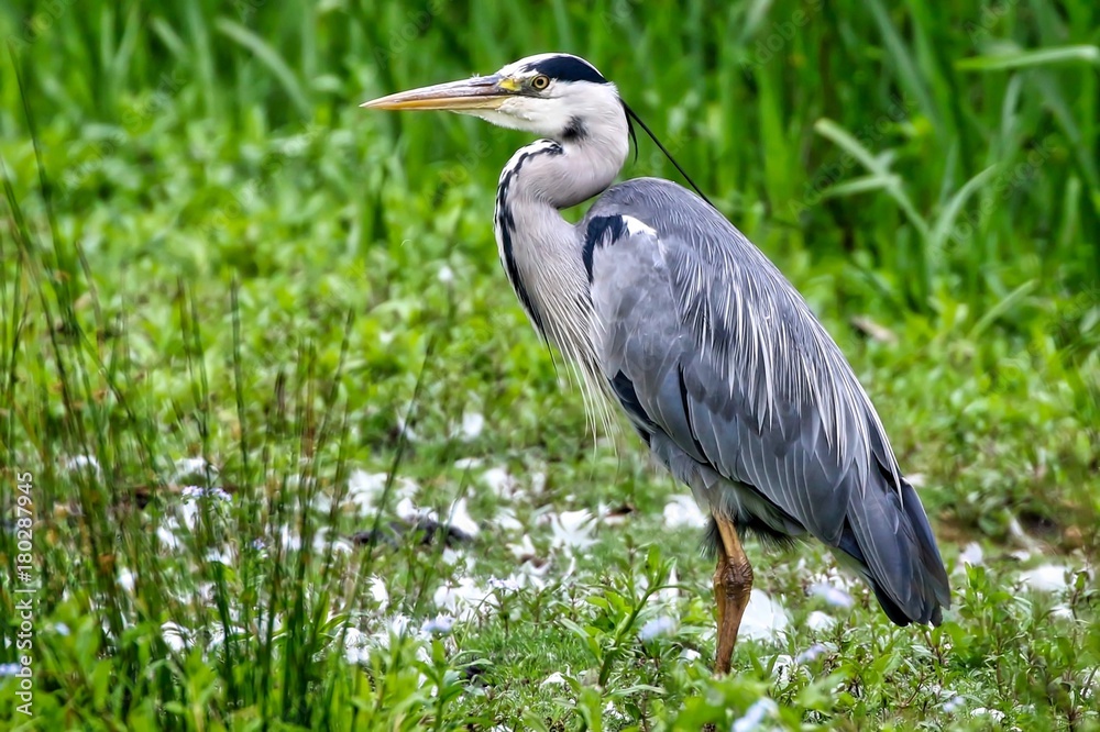 Obraz premium Grey Heron