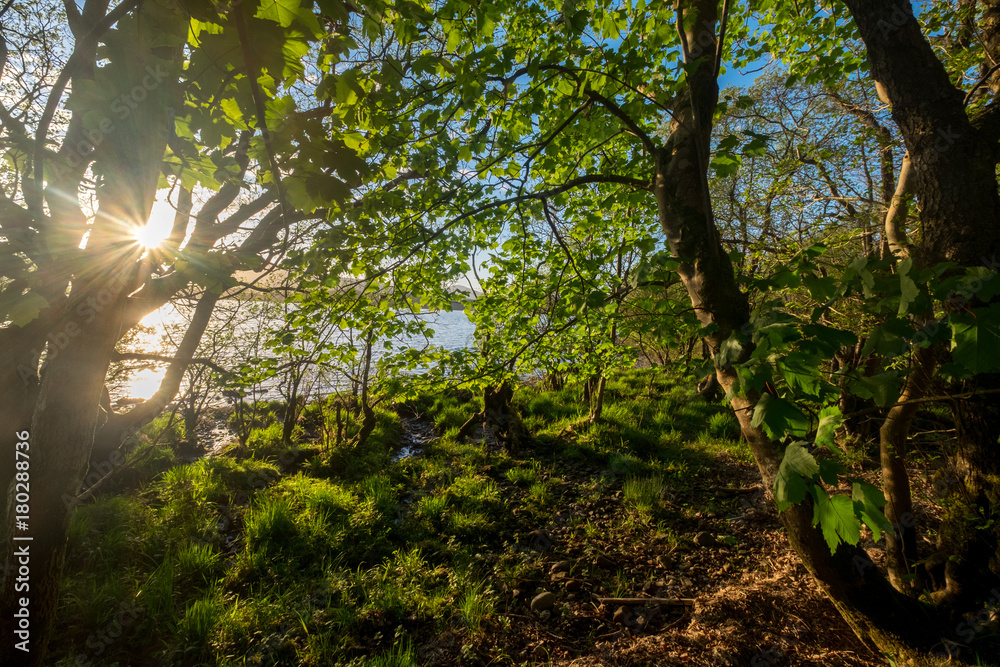 Fototapeta premium Woodland on the shore of Loch Lomond