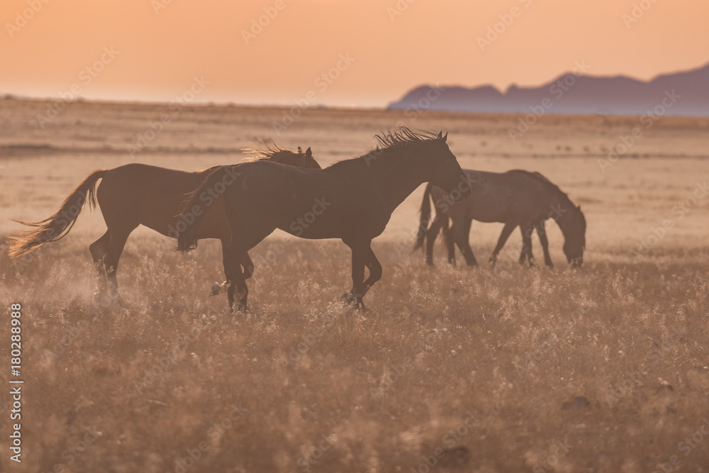 Wild Horses in the Utah Desert at Sunset Wild Horses in the Utah Desert at Sunset