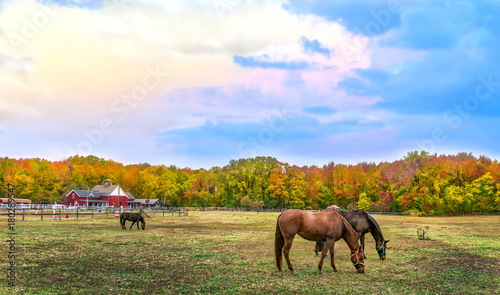 Autumn landscape of horses grazing on a Maryland farm wth Fall colors