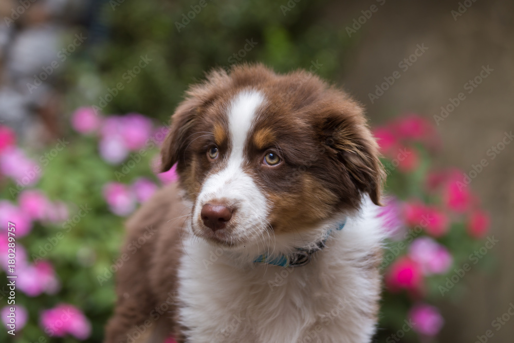 An adorable australian shepherd puppy looks up with sad puppy eyes with pink and red flowers in the background