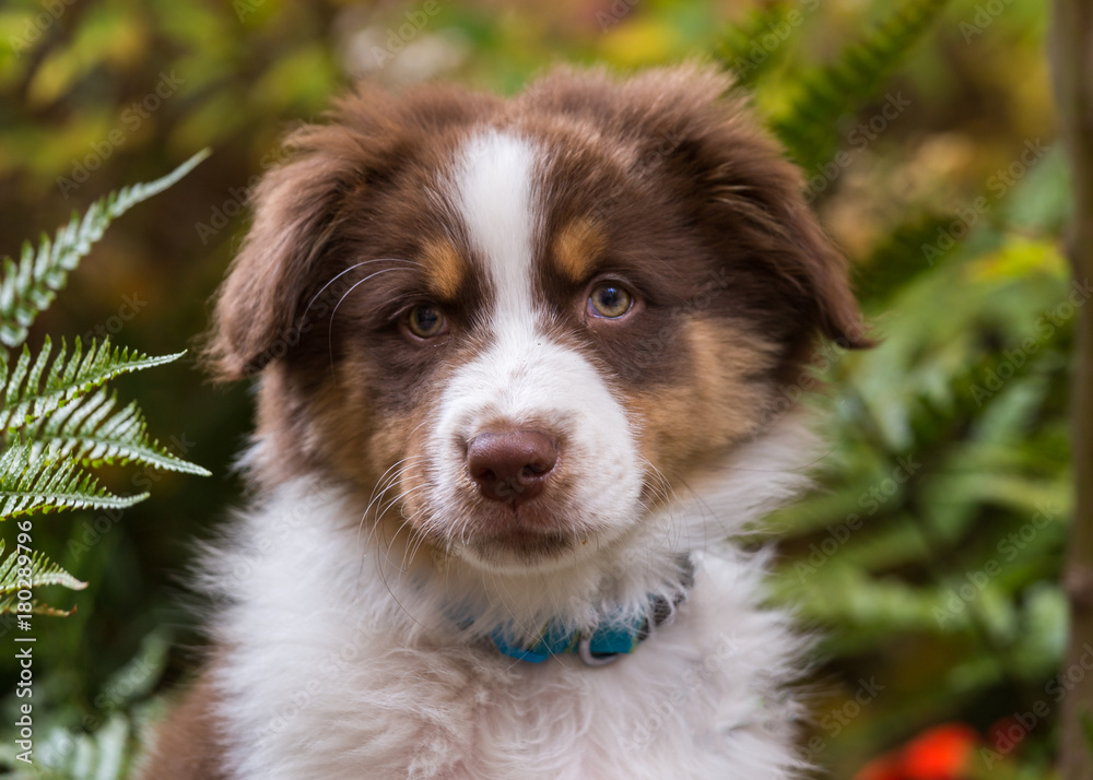 Close up of an australian shepherd puppy with green ferns in the background
