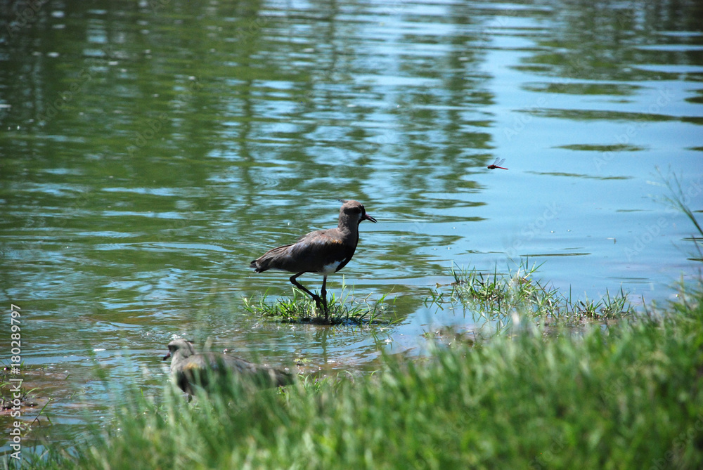 Quero quero no lago Quero quero no lago