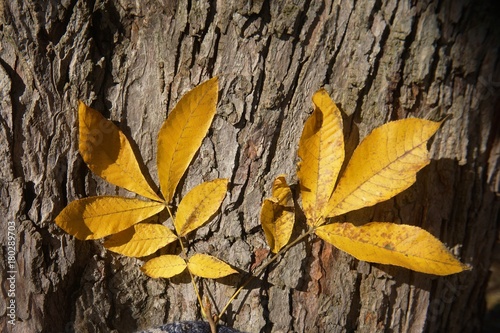 Bitternut Hickory fall leaves