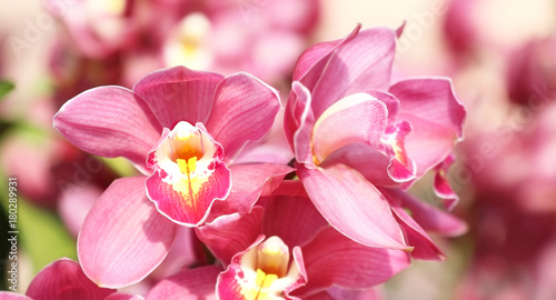 Beautiful purple orchid in the park public © peekeedee