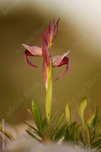 A red-colored orchid that grows like a kind on the Gargano peninsula in Italy photo