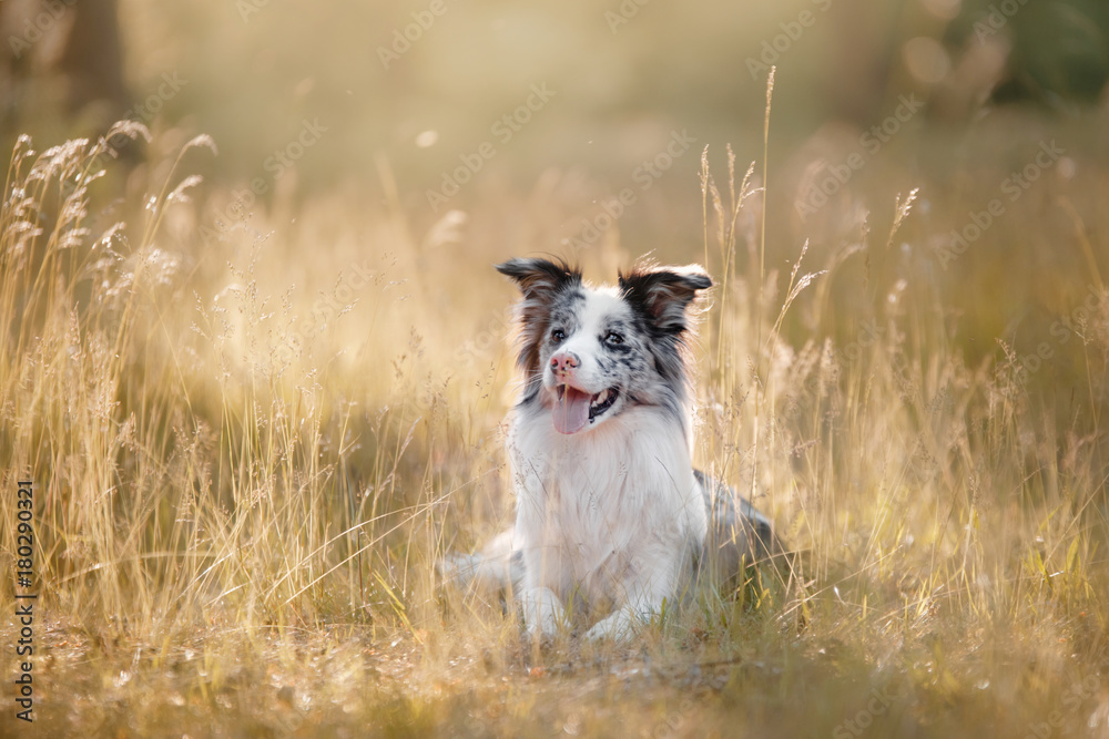 Dog border collie in the grass