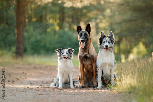 Bild auf Leinwand Two border collie and Belgian shepherd on the nature