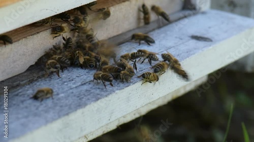 abeilles