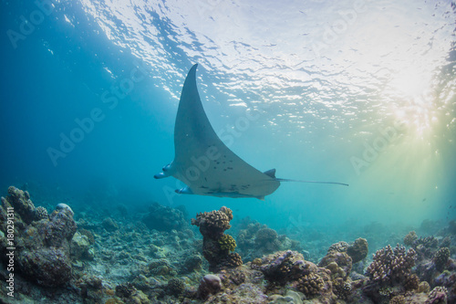 Marine wild life, a manta ray underwater traveling over coral reef under sunrays running through water surface