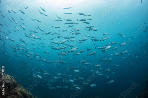 Fish shoal underwater on deep blue sea water with coral reef background
