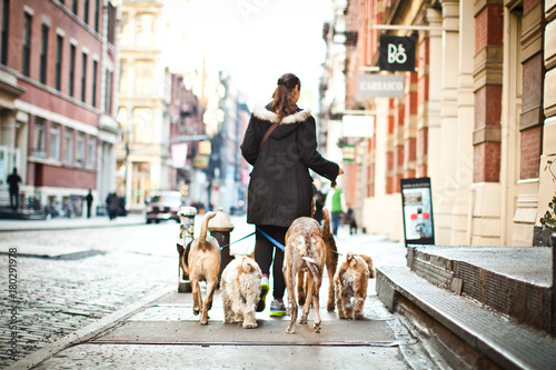 Dog Walker Manhattan City Urban