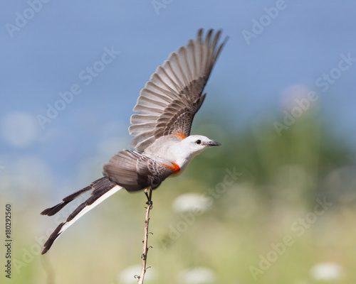 Scissor-tailed Flycatcher photo