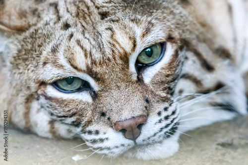 Bobcat (Lynx rufus californicus) head. Santa Clara County, California, USA.