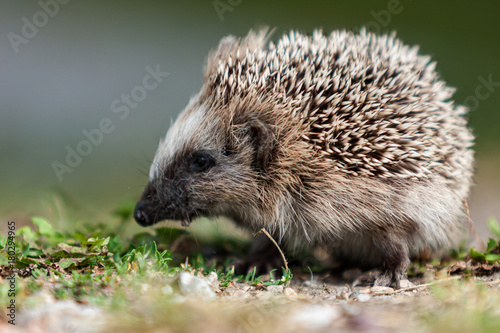 Igelkott på gräsmatta