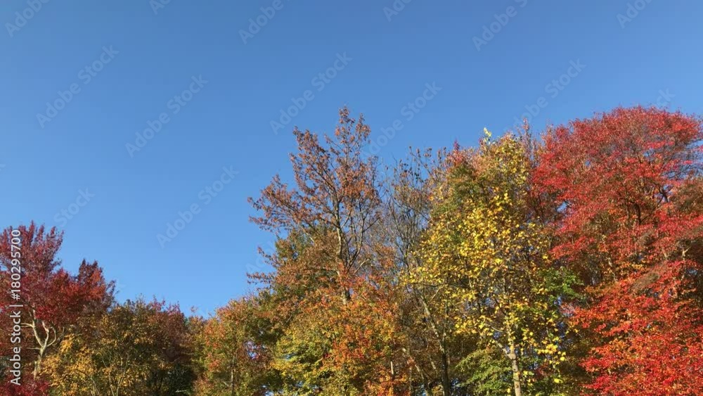 Pan Across Fall Trees Blue Sky Pan Across Fall Trees Blue Sky