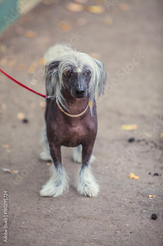 Chinese crested dog walks on  street on  leash