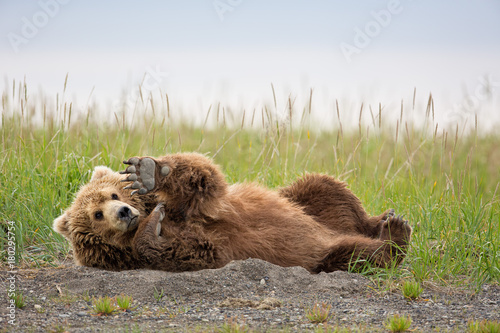 Brown bear laying down and raising his paw in Alaska