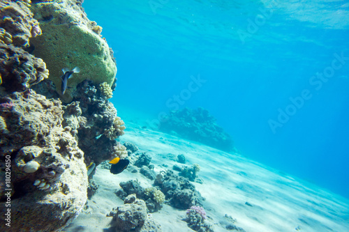 Obraz na plátne Coral reef, Red sea