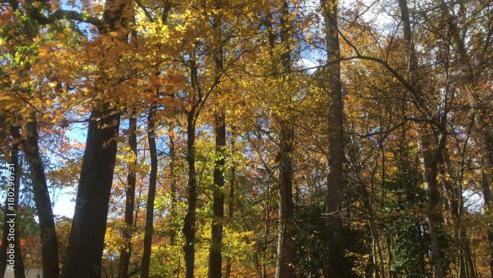sunlit fall foliage sunlit fall foliage