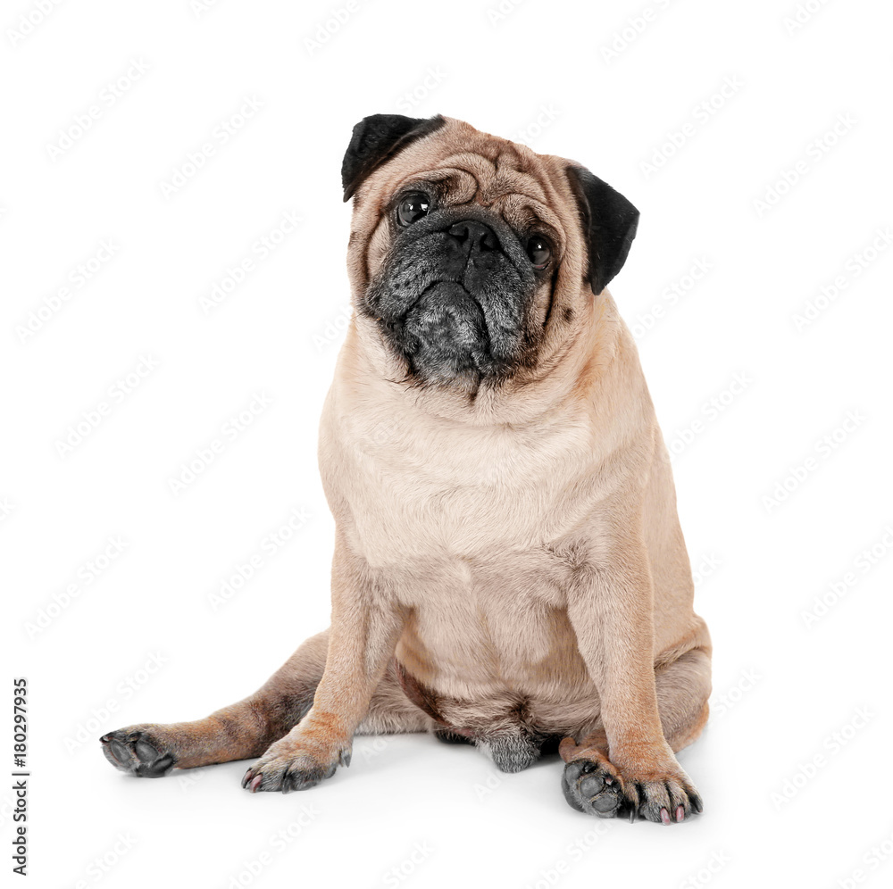 Cute overweight pug on white background